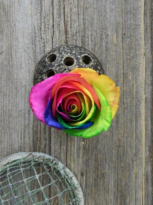 Rainbow  Tinted Roses